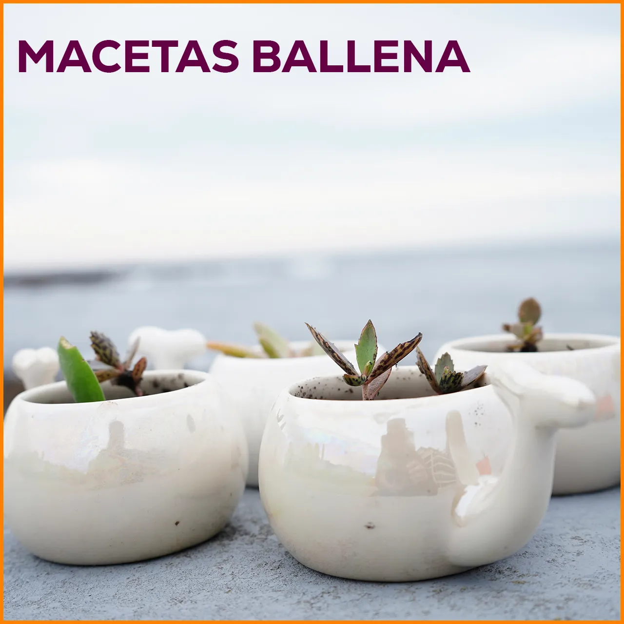 Maceta Ballena